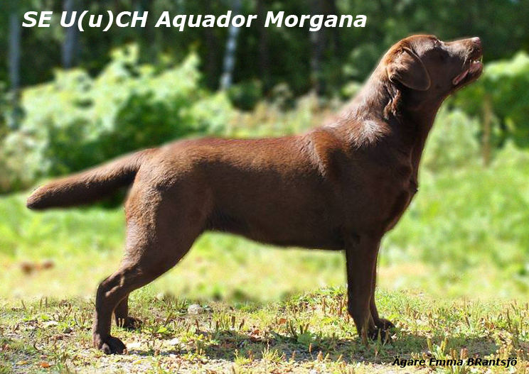 Aquador Morgana CH
